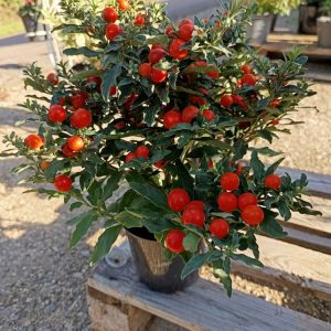 Pommier d’Amour – Solanum pseudocapsicum Un petit arbuste décoratif aux fruits colorés