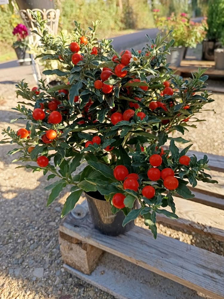 Pommier d’Amour – Solanum pseudocapsicum Un petit arbuste décoratif aux fruits colorés