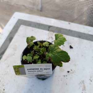Une vivace raffinée qui illumine le jardin en fin d’été et en automne.