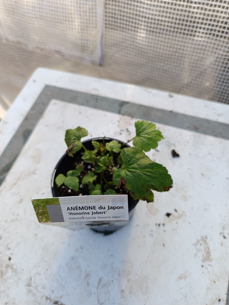 Une vivace raffinée qui illumine le jardin en fin d’été et en automne.