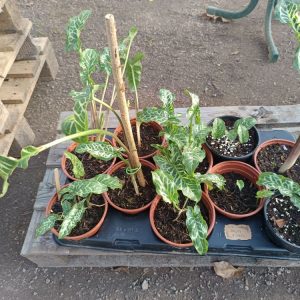Arum d’Italie – Arum italicum | Plante vivace décorative d’ombre