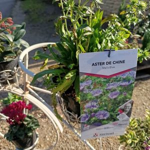 Aster de Chine – Callistephus chinensis | Plante annuelle à floraison abondante