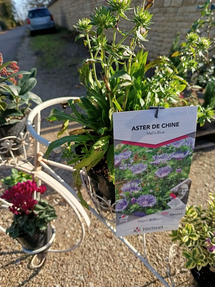 Aster de Chine – Callistephus chinensis | Plante annuelle à floraison abondante