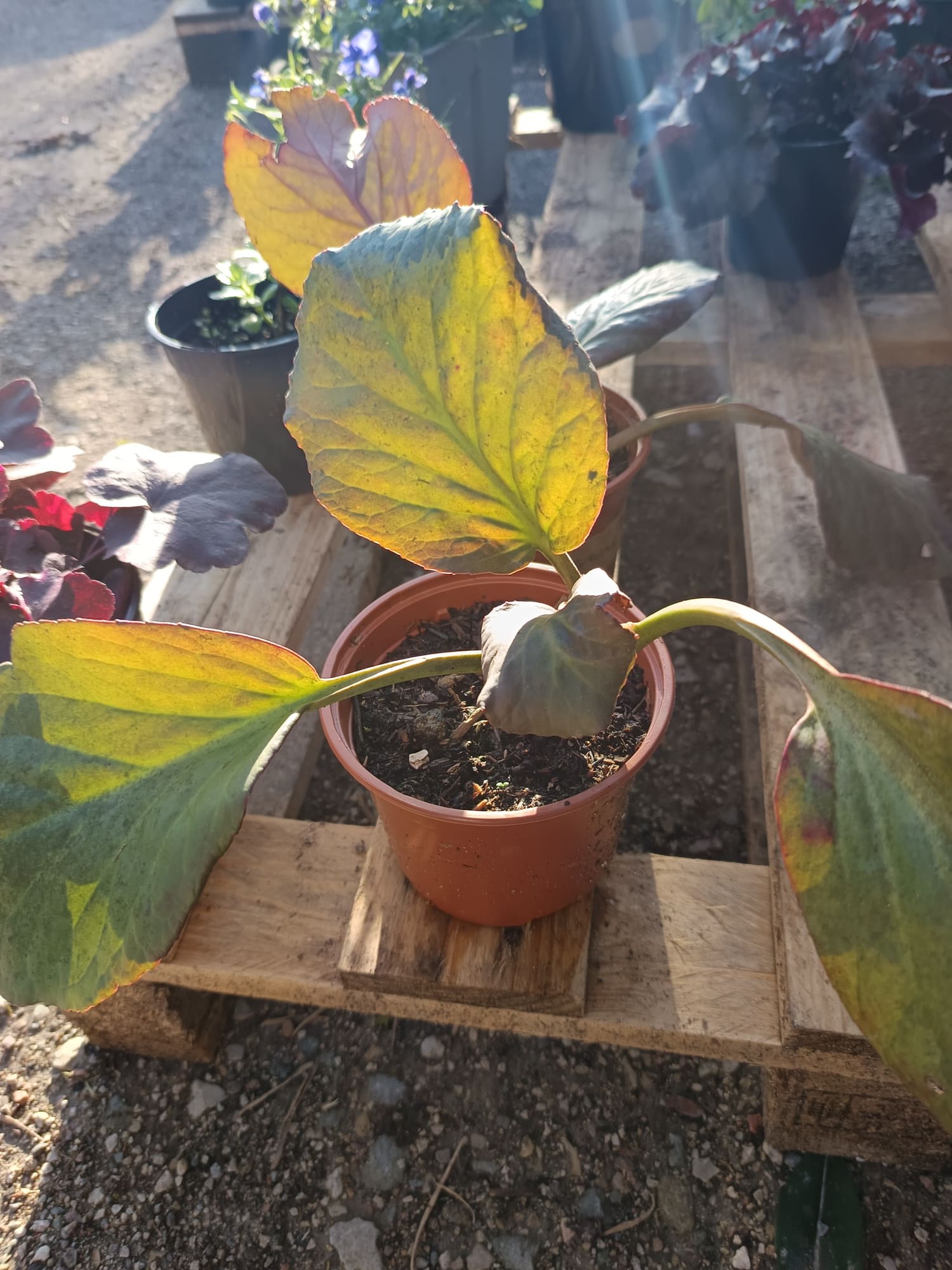 bergenia avec ses grandes feuilles rondes et ses fleurs roses en grappes.”