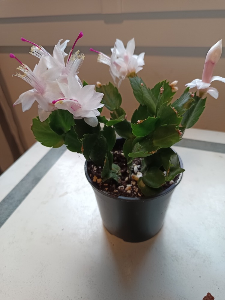 Les Plantes de saison