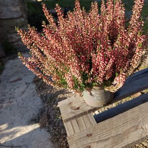 calluna en fleurs, aux épis colorés et feuillage fin.”