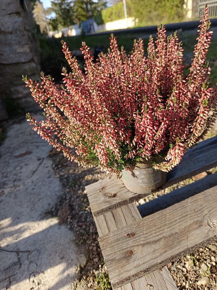 calluna en fleurs, aux épis colorés et feuillage fin.”