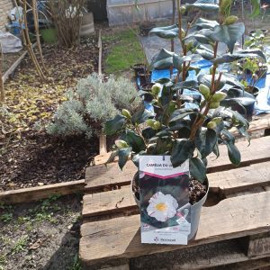 Camellia japonica – Arbuste à fleurs d’hiver et de printemps | Plante décorative persistante