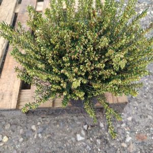 Hellébore ‘Carnea’ – Vivace floraison hivernale | Fleurs roses élégantes