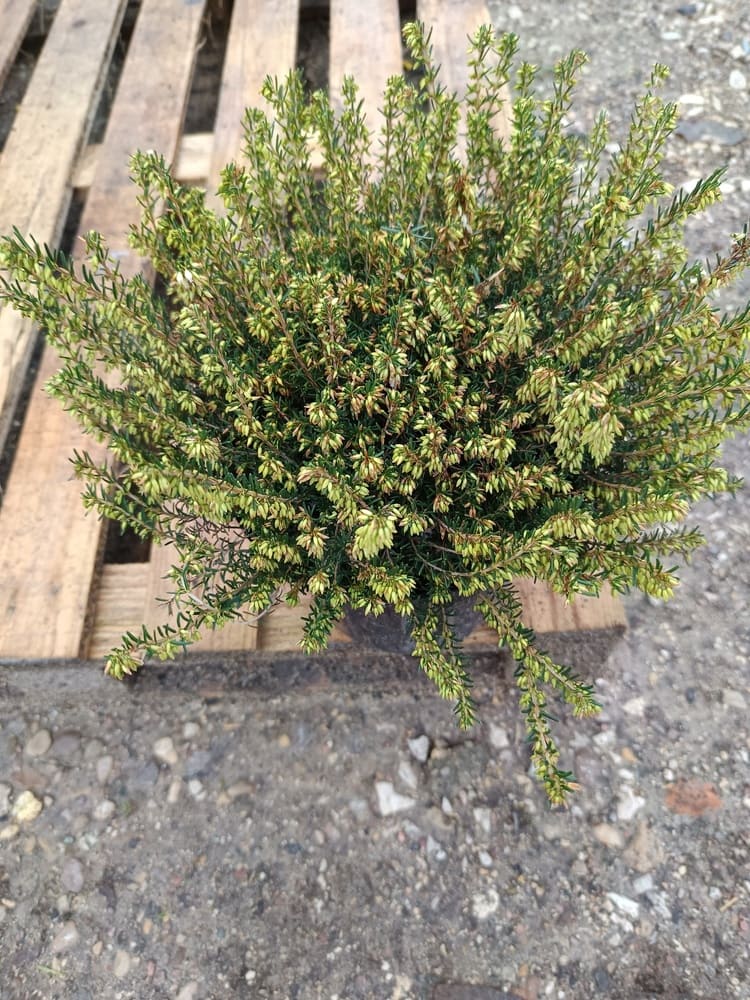 Hellébore ‘Carnea’ – Vivace floraison hivernale | Fleurs roses élégantes