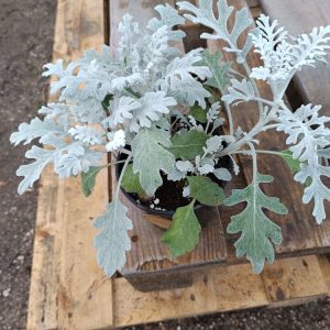Cinéraire – Senecio cineraria | Plante ornementale au feuillage argenté