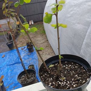 Cognassier du Japon – Arbuste Florifère de Printemps