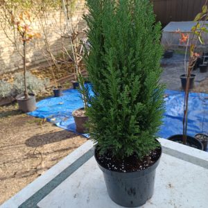 Chamaecyparis lawsoniana ‘Ellwoodii’