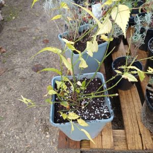 Corète du Japon – Arbuste à fleurs jaunes