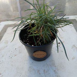 Dianthus – Œillet Vivace au Feuillage Bleu-Gris