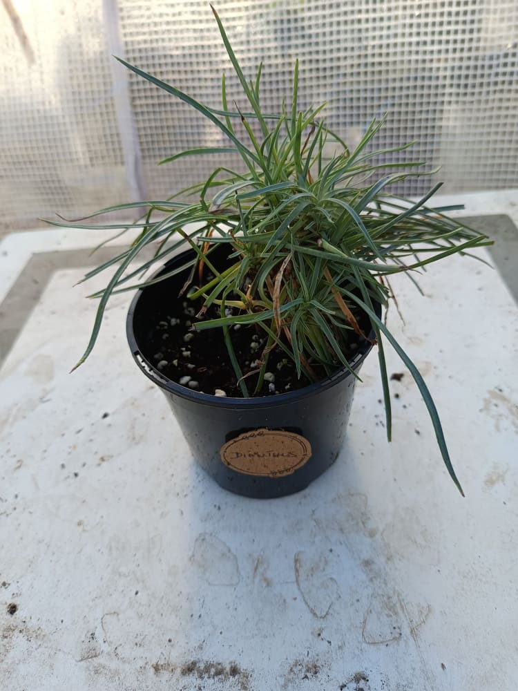 Dianthus – Œillet Vivace au Feuillage Bleu-Gris