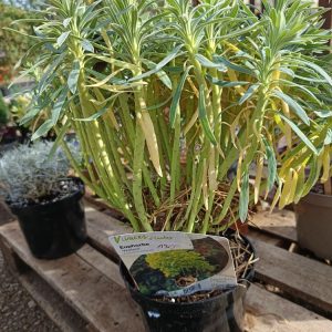 Euphorbia characias – Euphorbe des garrigues Une plante graphique, résistante et lumineuse