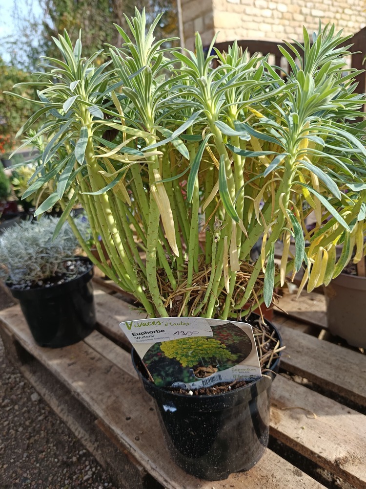 Euphorbia characias – Euphorbe des garrigues Une plante graphique, résistante et lumineuse