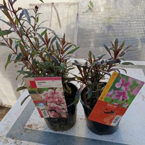 Gaura rose – Gaura lindheimeri | Vivace légère et florifère pour massifs et potées