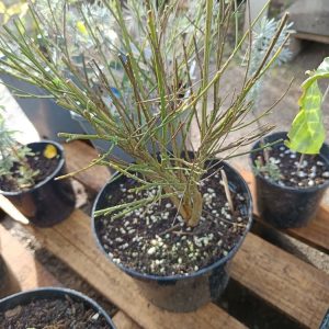 Un arbuste léger et éclatant, couvert de fleurs jaunes au printemps.