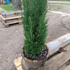 Chamaecyparis lawsoniana ‘Ellwoodii’ en demi-tonneau | Conifère décoratif prêt à poser