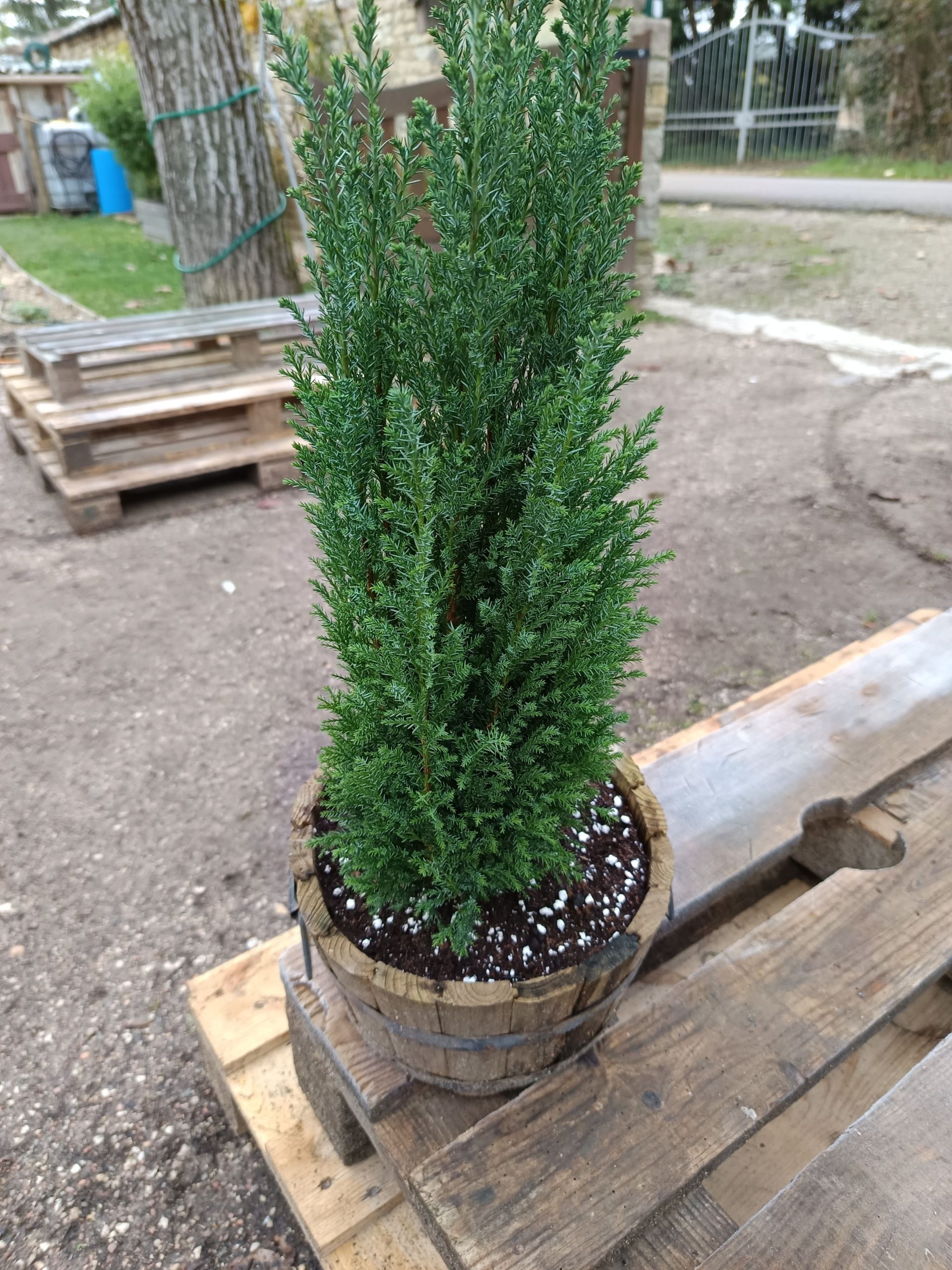 Chamaecyparis lawsoniana ‘Ellwoodii’ en demi-tonneau | Conifère décoratif prêt à poser