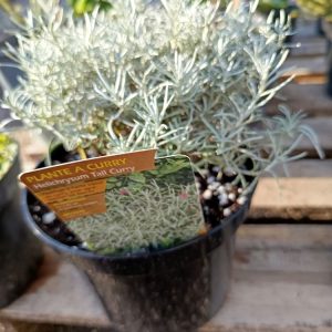 Une plante aromatique unique, au parfum envoûtant de curry, parfaite pour le jardin, les massifs et les potagers.