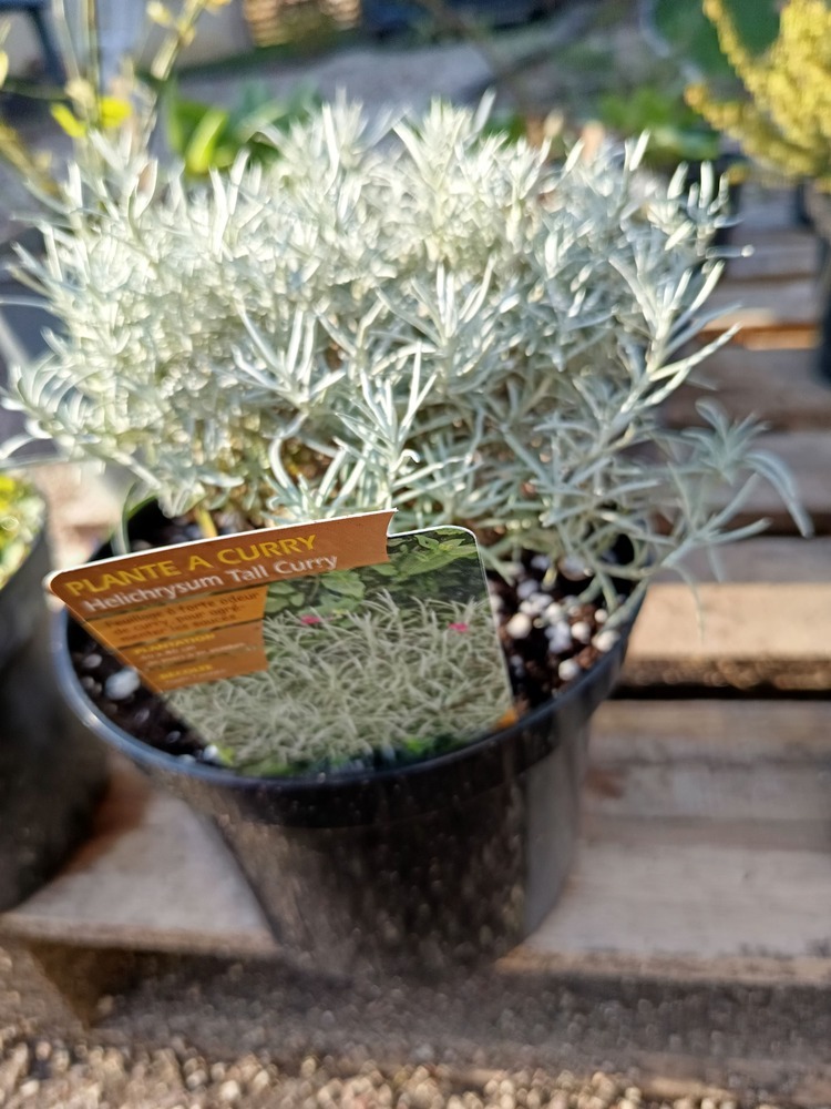Une plante aromatique unique, au parfum envoûtant de curry, parfaite pour le jardin, les massifs et les potagers.
