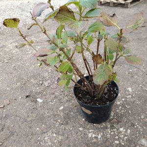 Une explosion de fleurs généreuses pour illuminer votre jardin tout l’été.