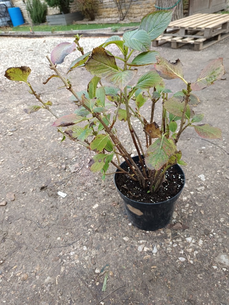 Une explosion de fleurs généreuses pour illuminer votre jardin tout l’été.