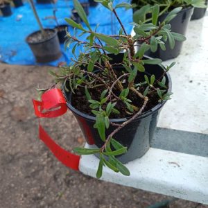 Iberis sempervirens – Arbuste couvre-sol à fleurs blanches