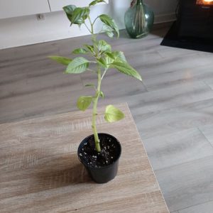 Une plante d’intérieur lumineuse et florifère, parfaite pour apporter de la couleur toute l’année.