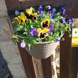 Jardinière de Pensées – Composition colorée d’automne-hiver Une explosion de couleurs pour illuminer vos extérieurs