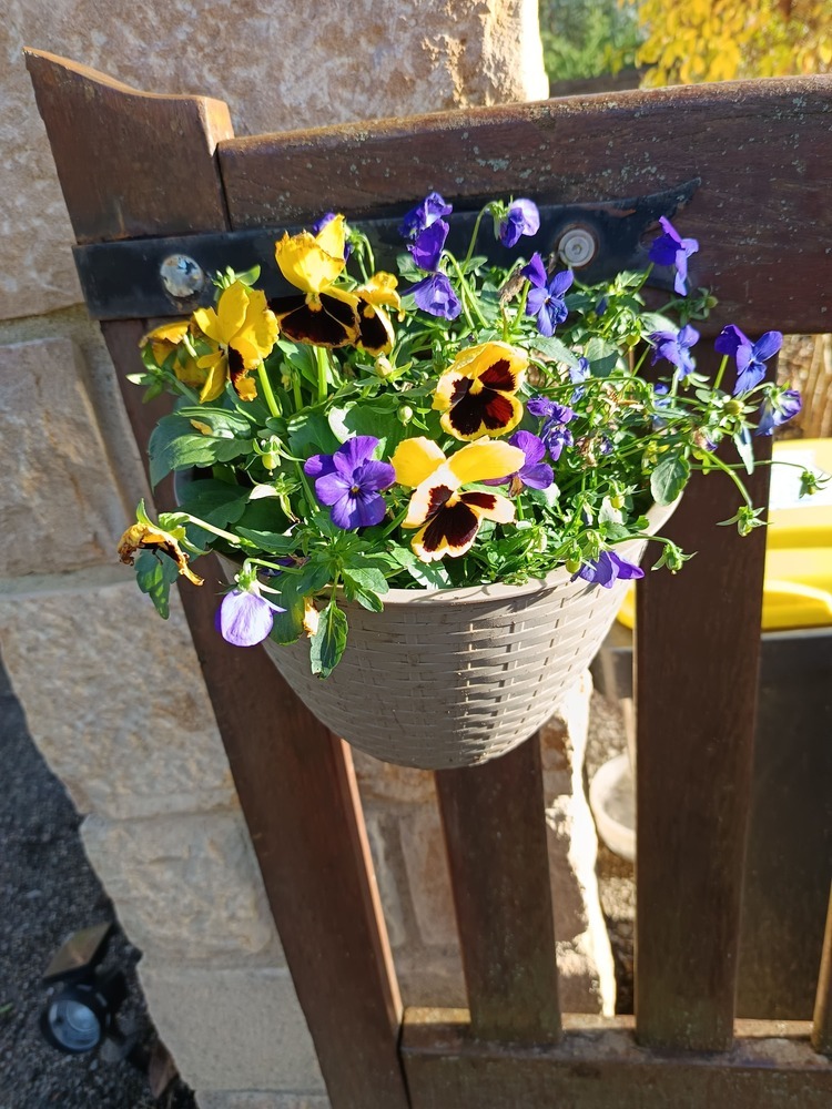 Jardinière de Pensées – Composition colorée d’automne-hiver Une explosion de couleurs pour illuminer vos extérieurs
