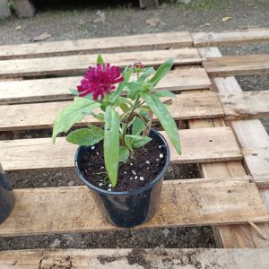 Knautia macedonica – Scabieuse de Macédoine Une vivace généreuse aux fleurs rouge rubis tout l’été