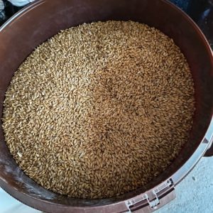Orge – Alimentation animale – Jardin d’Alain, Bligny-lès-Beaune