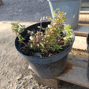 Origan – Origanum vulgare Aromatique, mellifère et décoratif