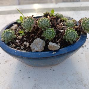 Une succulente robuste, graphique et ultra facile à entretenir, parfaite pour l’extérieur comme pour une décoration naturelle.