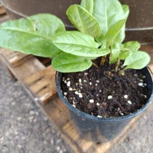 Une plante potagère savoureuse, acidulée et très productive, idéale pour potager et cuisine maison.