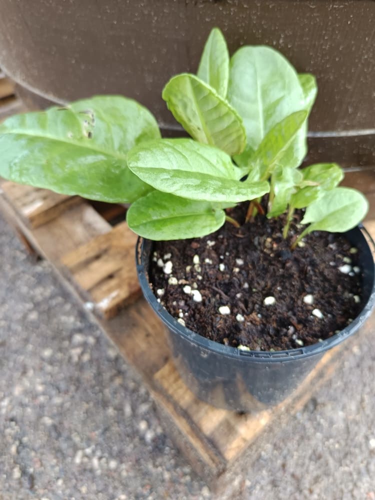 Une plante potagère savoureuse, acidulée et très productive, idéale pour potager et cuisine maison.