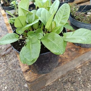Une plante potagère savoureuse, acidulée et très productive, idéale pour potager et cuisine maison.