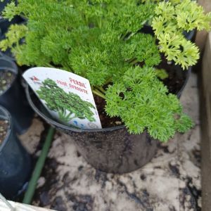 produit incontournable pour la cuisine