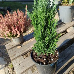 Un conifère élégant, dense et durable, parfait pour haies, massifs et jardins structurés.