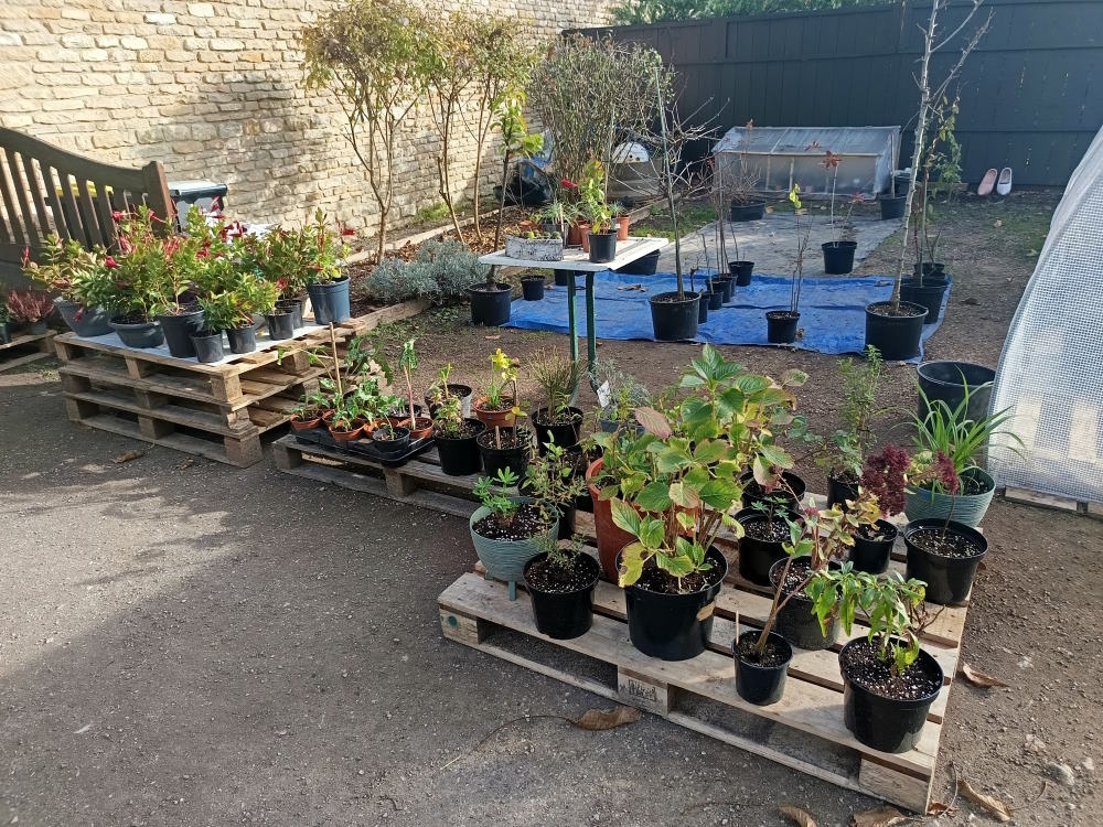 plantes vivaces