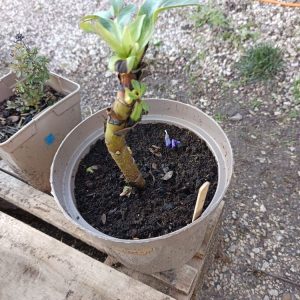 Une vivace élégante qui fleurit en plein hiver, idéale pour égayer le jardin lorsque tout dort encore.