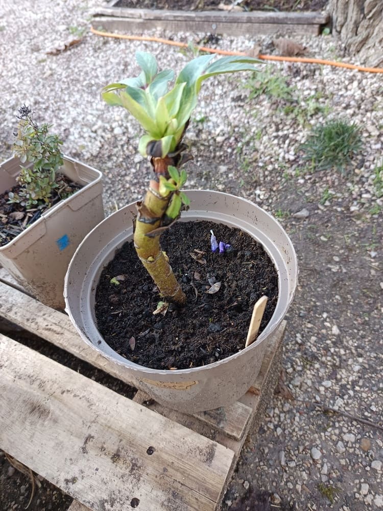 Une vivace élégante qui fleurit en plein hiver, idéale pour égayer le jardin lorsque tout dort encore.