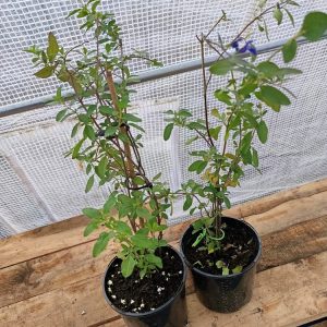 Une floraison bleu profond qui apporte élégance et contraste aux massifs et jardinières.