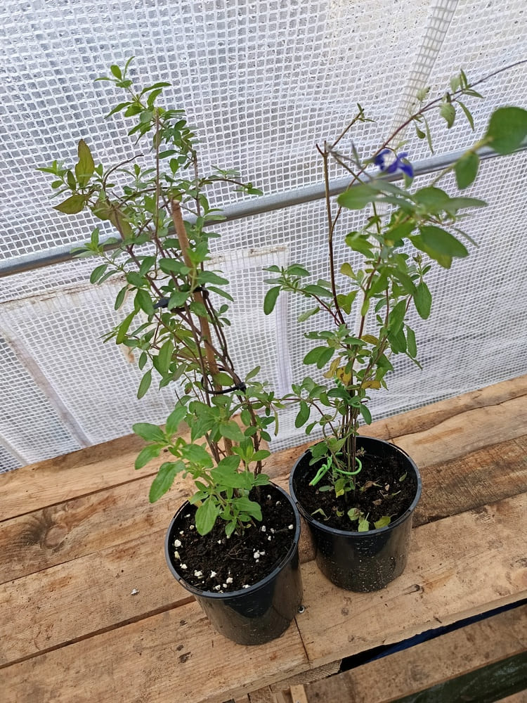 Une floraison bleu profond qui apporte élégance et contraste aux massifs et jardinières.
