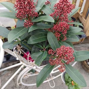Skimmia japonica – Arbuste persistant à fleurs parfumées et baies rouges