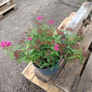 Spiraea ‘Anthony Waterer’ – Arbuste à floraison rose décorative | Massifs et haies
